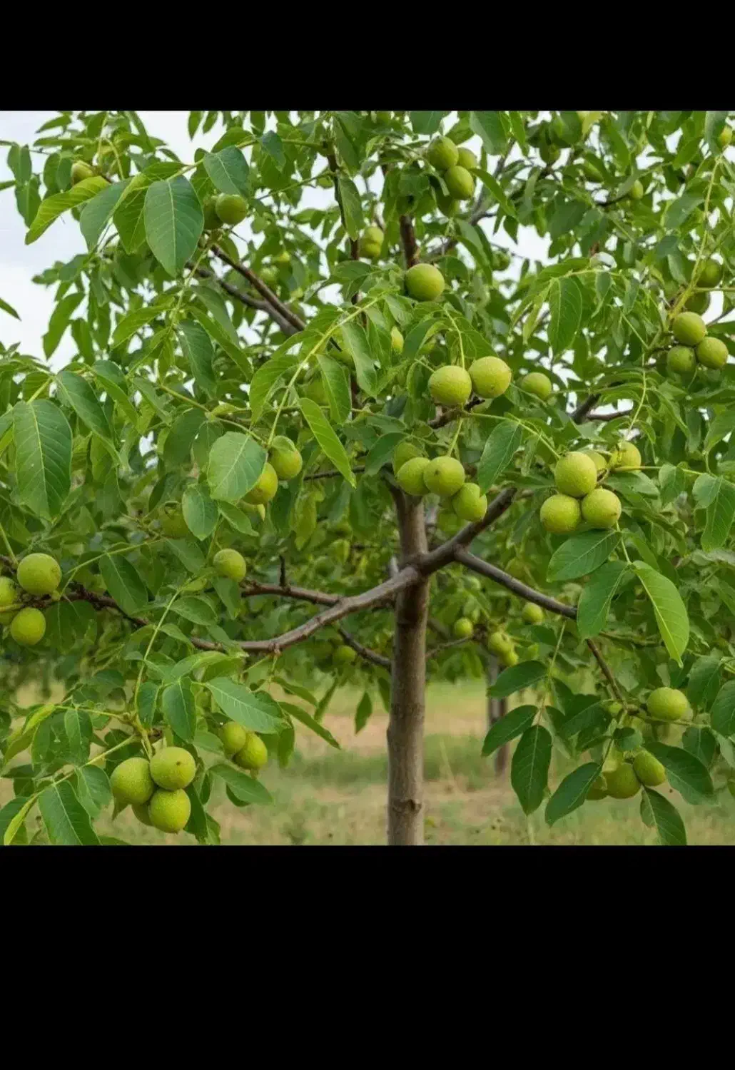 نهالستان بادام و گردو دیر گل در نهالستان زرینه|خدمات باغبانی و درختکاری|میانه, |دیوار