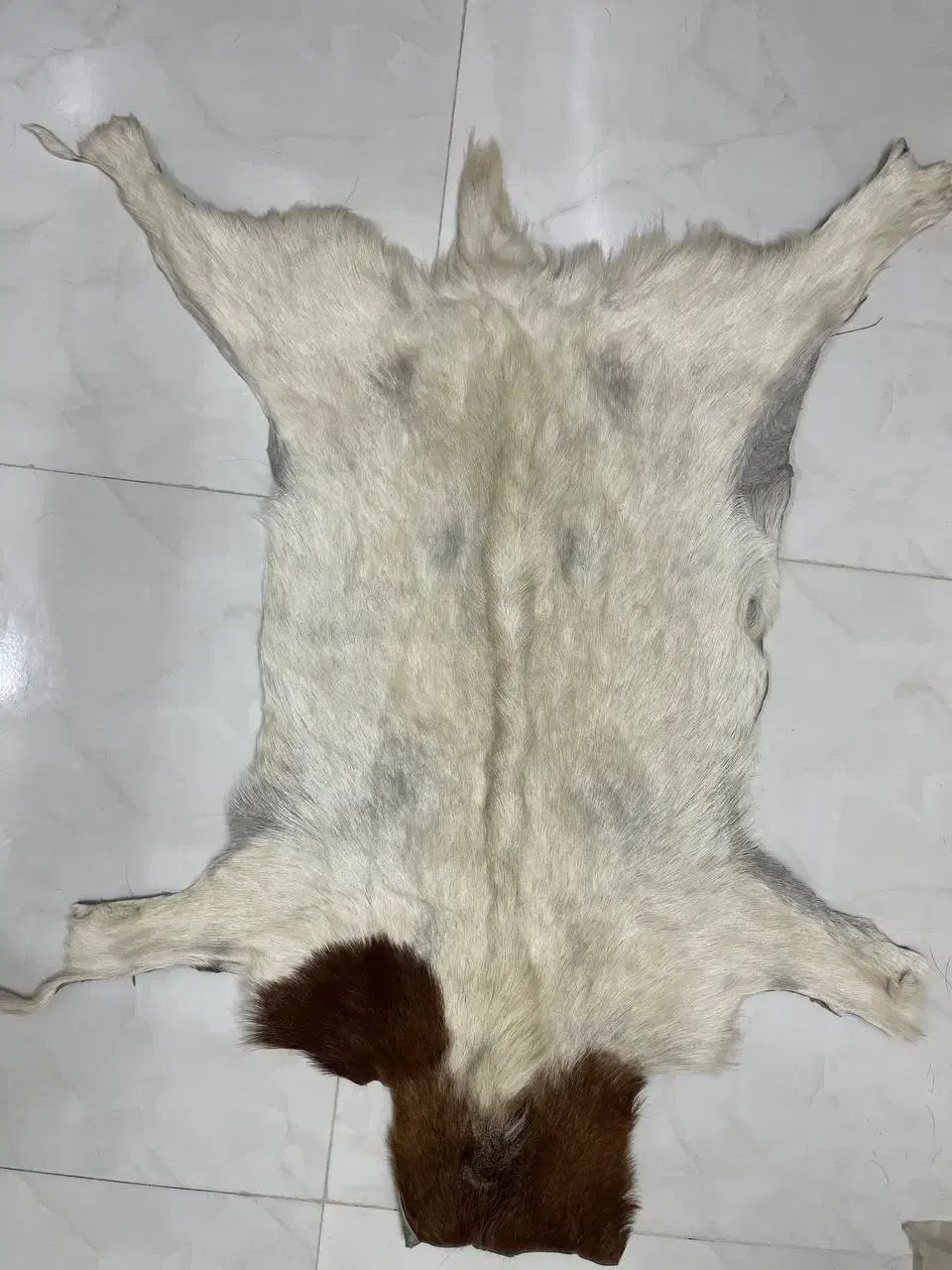 پادری|پادری|مشهد, سرافرازان|دیوار