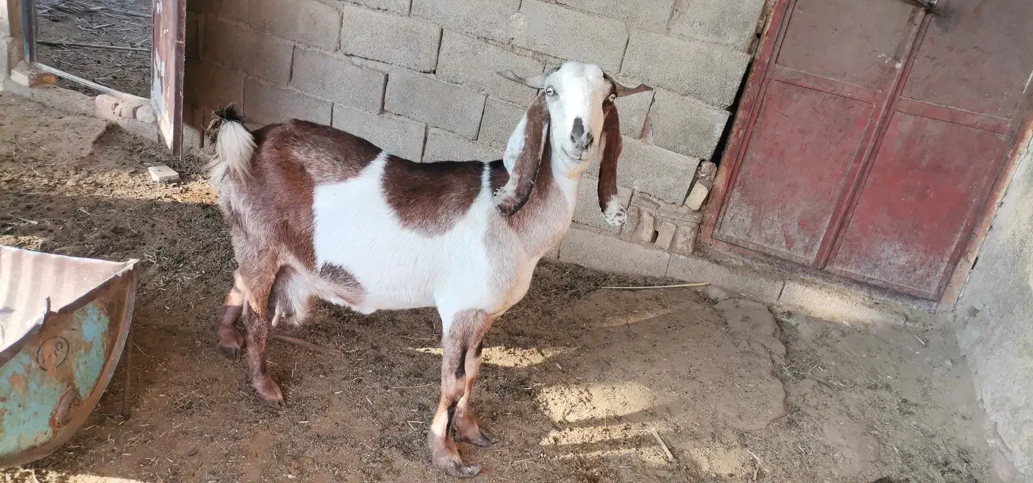 بز دو رگ پاکستانی با دو بزغاله نر|حیوانات مزرعه|طبس, |دیوار