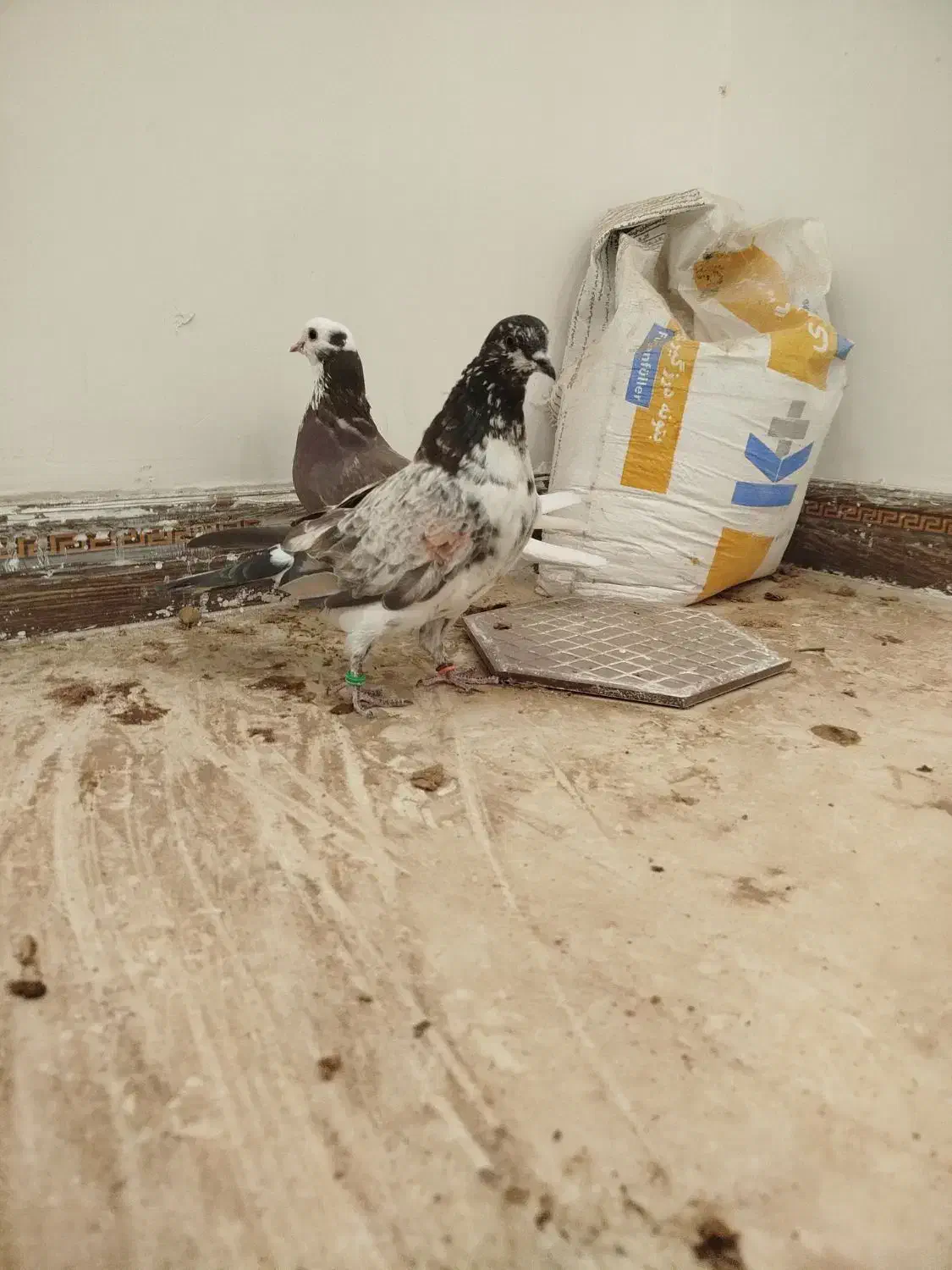 کبوتر کفتر پرنده|پرنده|مشگین شهر, |دیوار