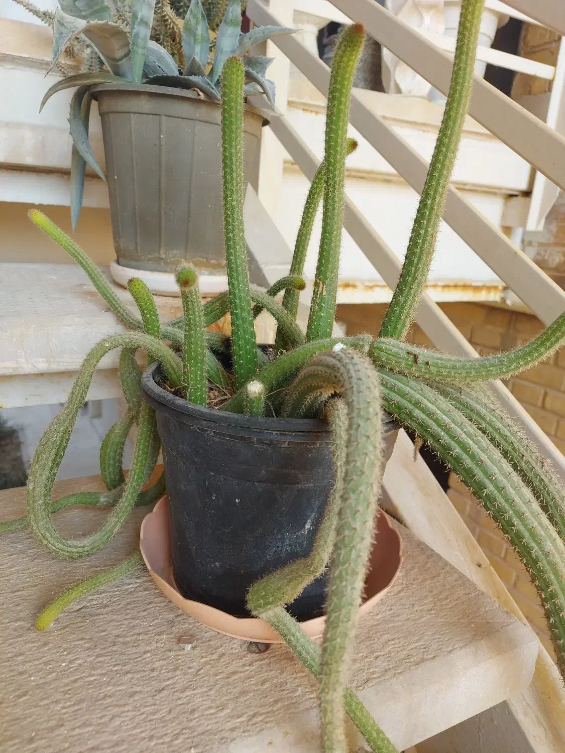 گل و گیاه طبیعی|گل و گیاه طبیعی|جم, |دیوار