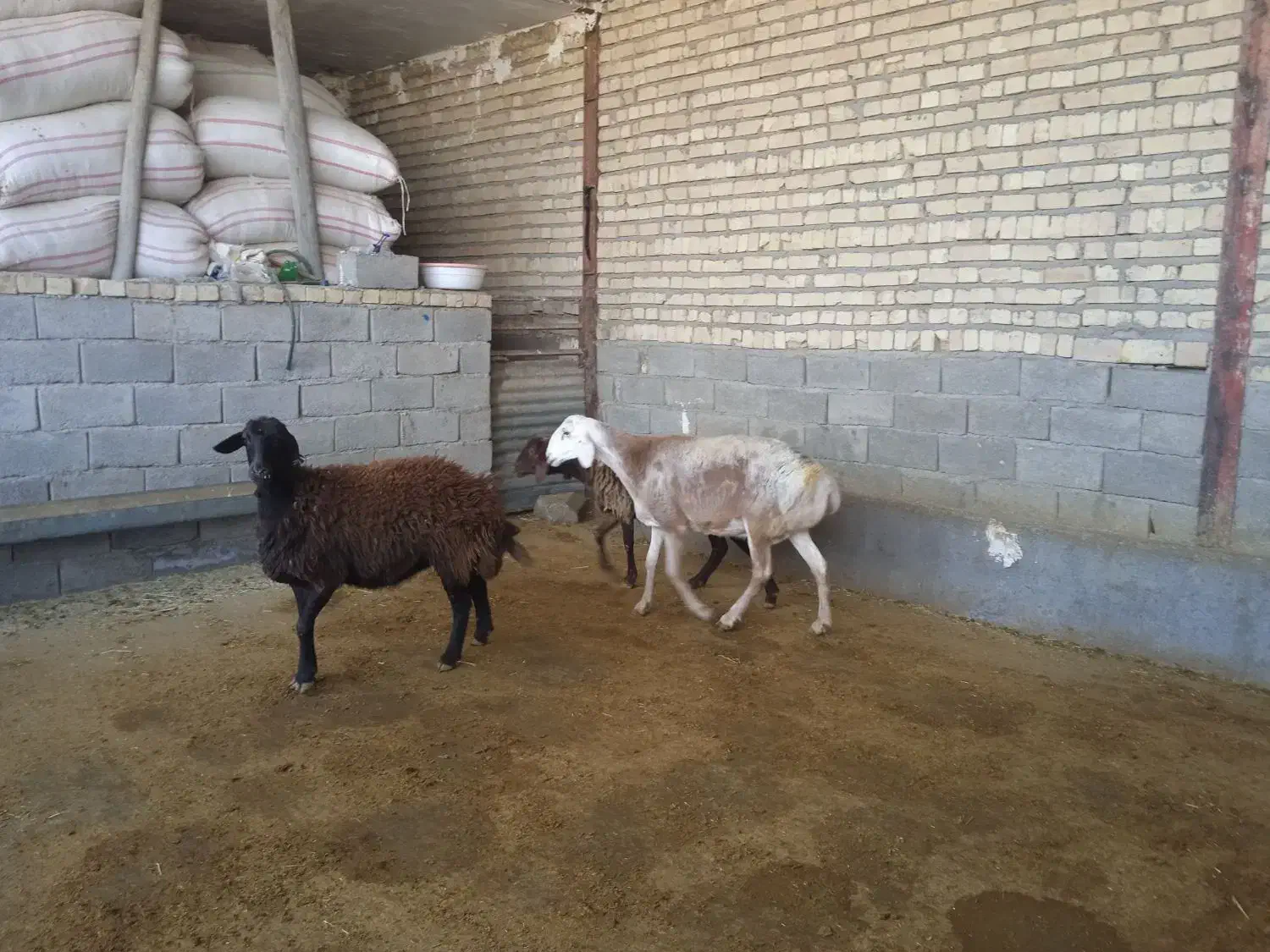 ۳شیشک|حیوانات مزرعه|کوهدشت, |دیوار