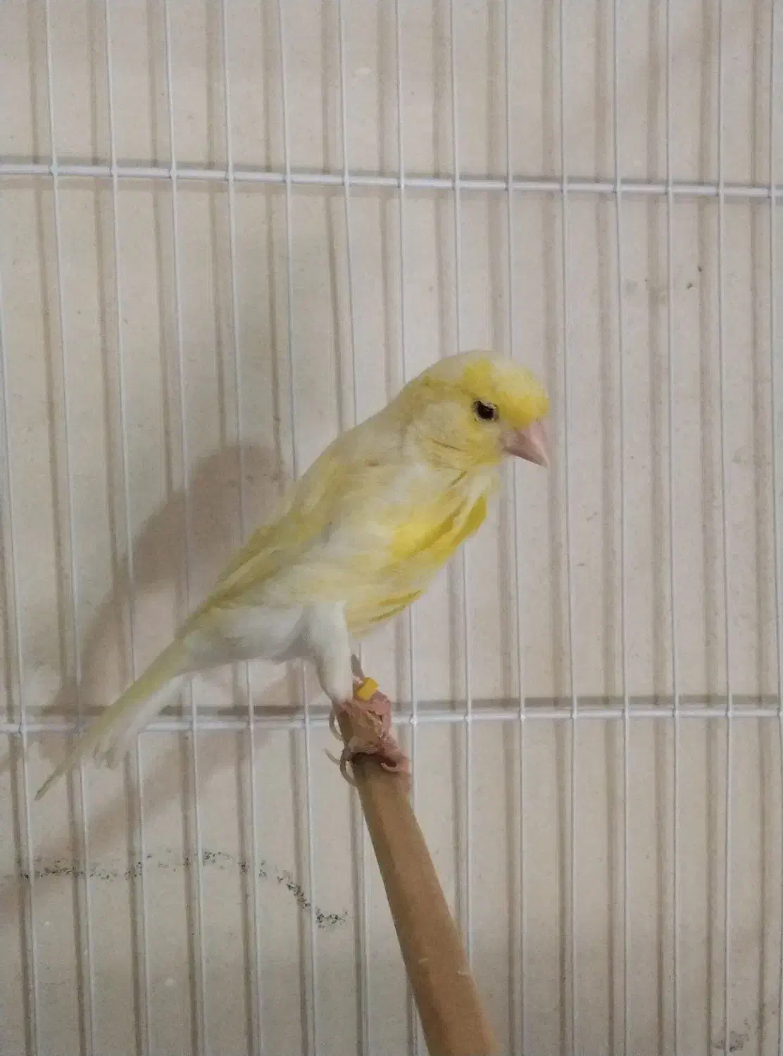 یک عددقناری دارم معاوضه بانرگسی یا کوتوله برزیلی|پرنده|شیروان (خراسان), |دیوار