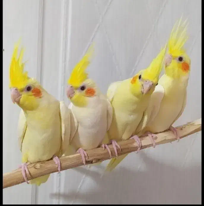 عروس هلندی پرورشگاه طوطیسان|پرنده|خمینیشهر, |دیوار