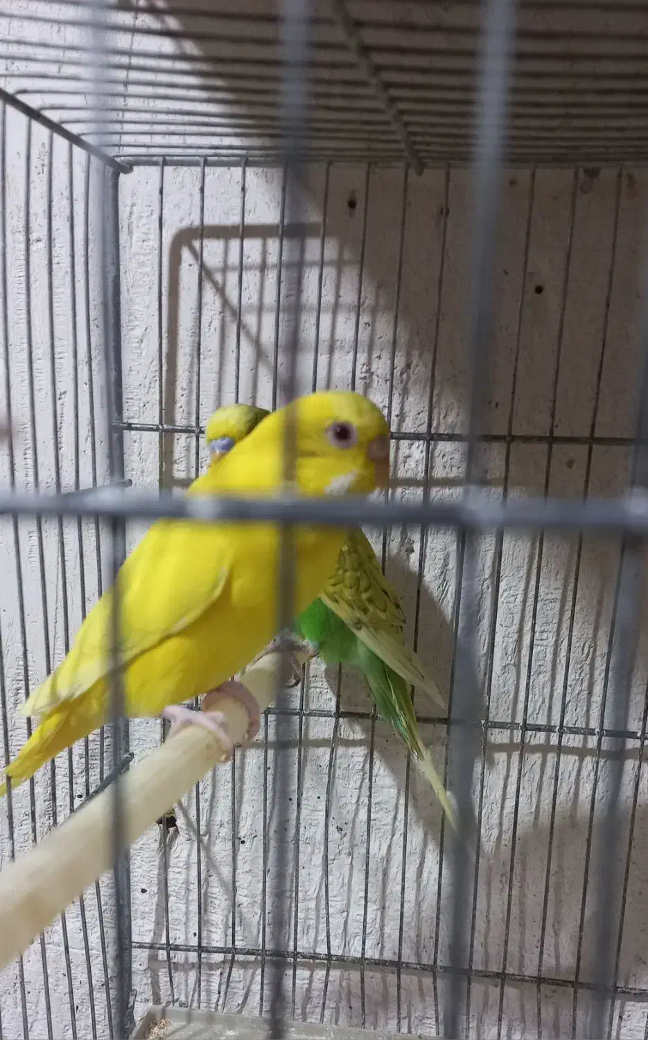 مرغ عشق رنگین کمانی|پرنده|مشگین شهر, |دیوار