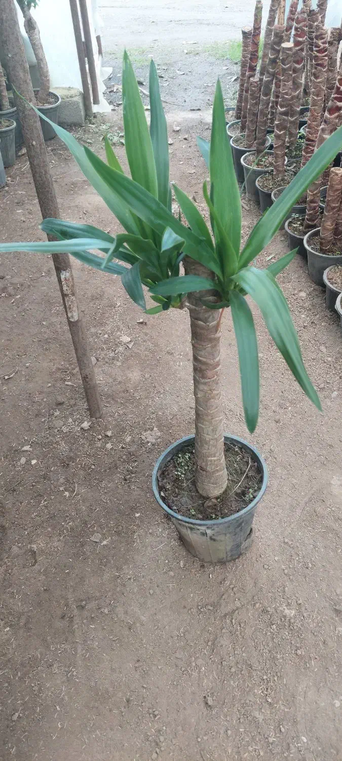 فروش یوکا با کیفیت|گل و گیاه طبیعی|عباس‌آباد, |دیوار