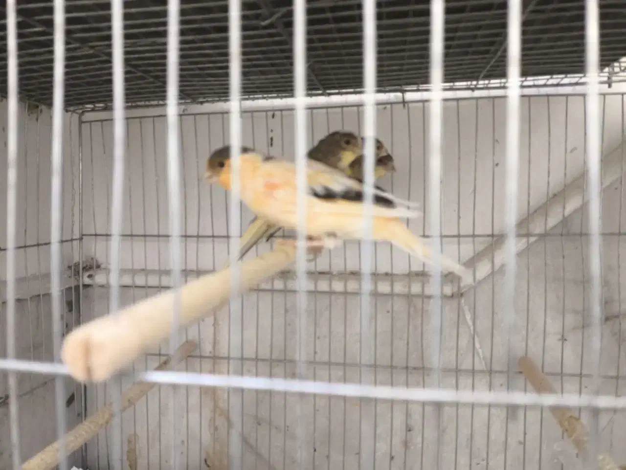 قناری مفت عالی خوش ذات|پرنده|یزد, |دیوار