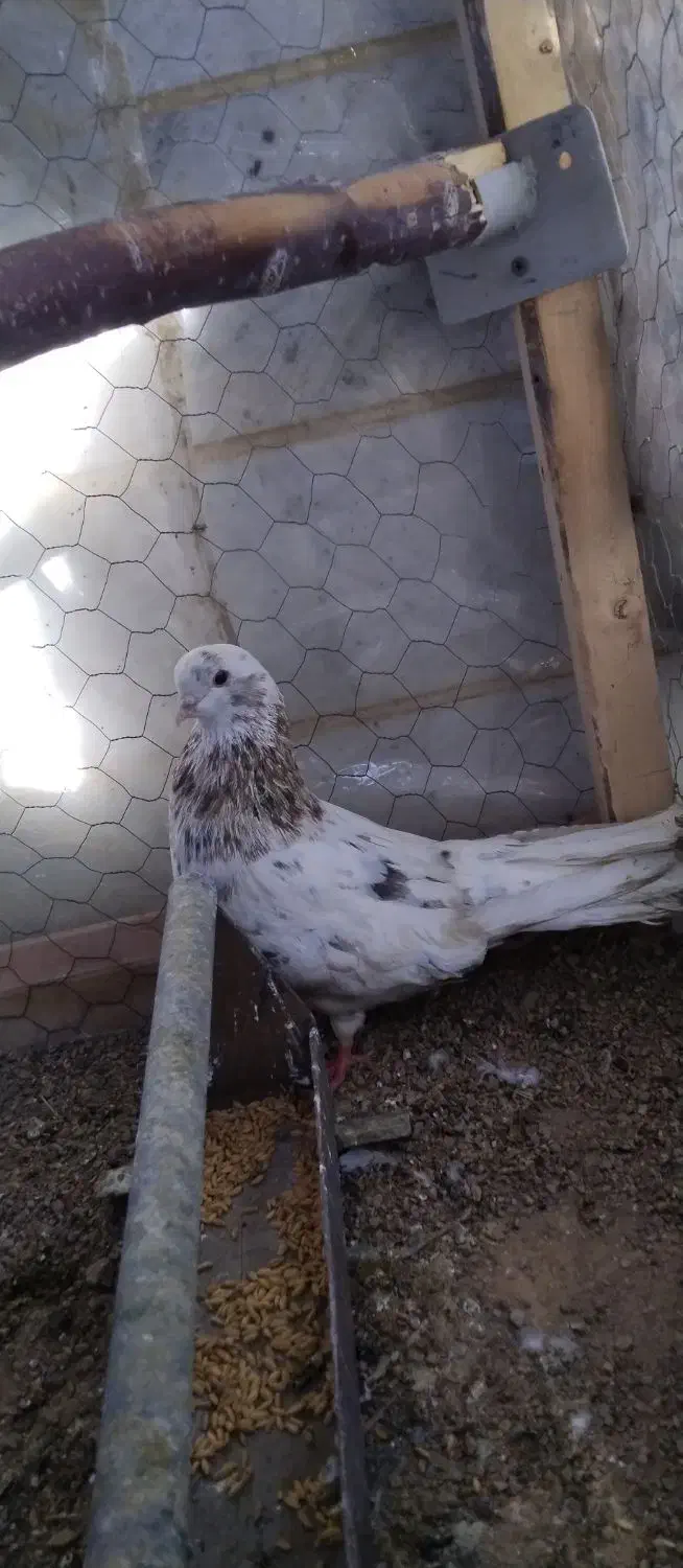 کبوتر سرول|پرنده|ابهر, |دیوار