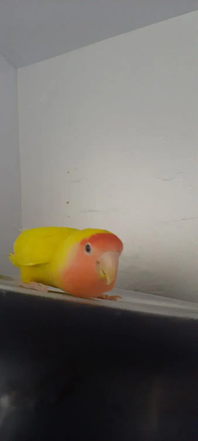 طوطی برزیلی|پرنده|هشتگرد, شهرک وحدت|دیوار