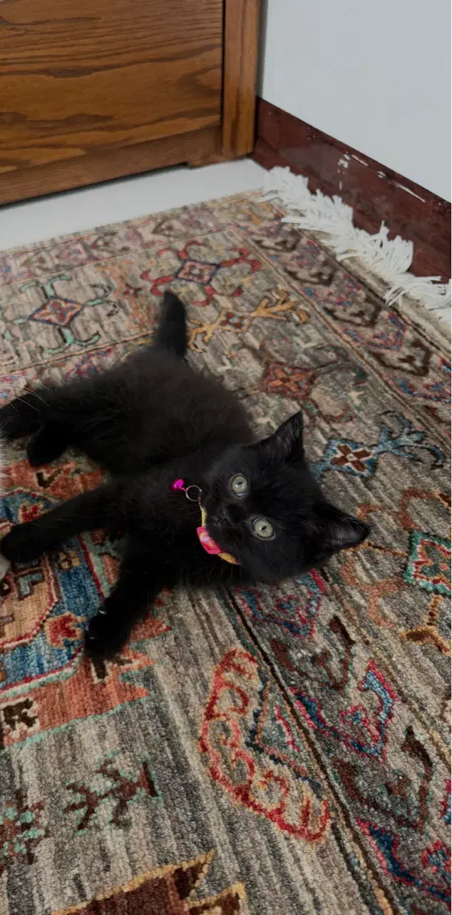 گربه اسکاتیش بریتیش|گربه|پرند, فاز ۴|دیوار