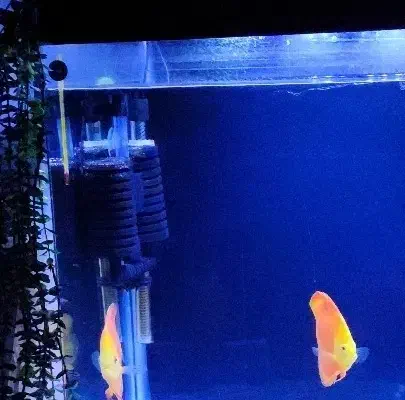 لوازم آکواریوم|ماهی|ری, دیلمان|دیوار