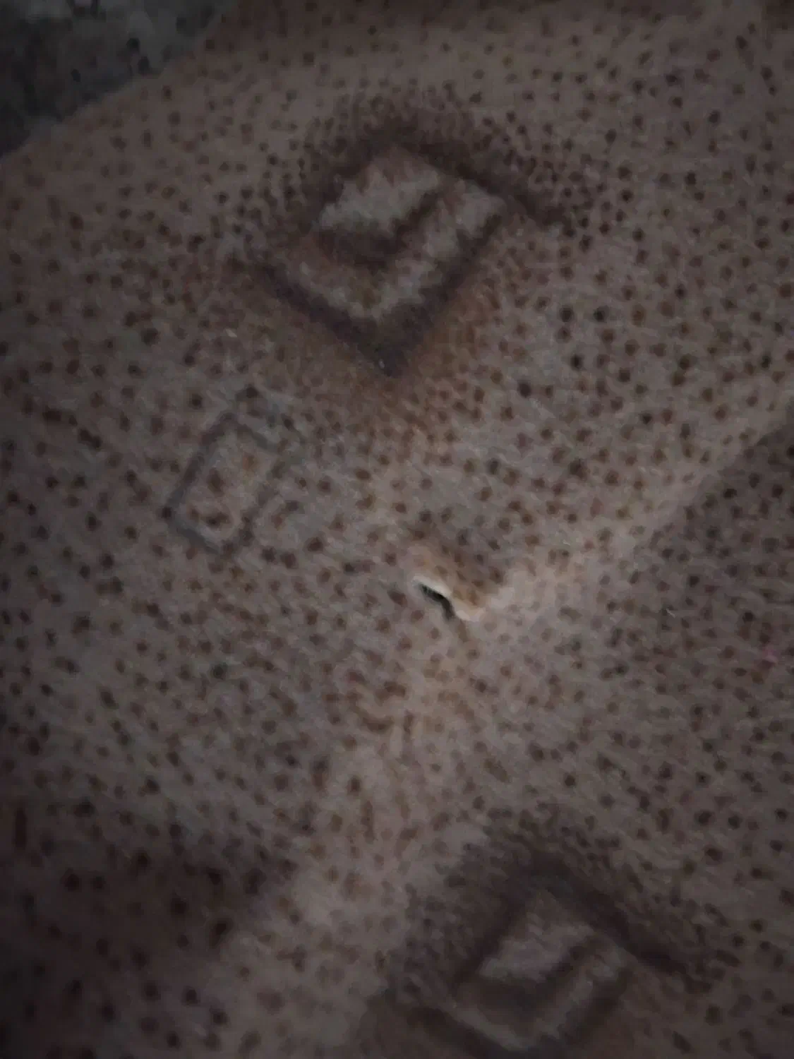 موکت۱۵متری|موکت|اهواز, سیصد دستگاه|دیوار