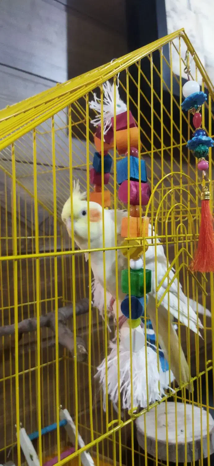 یک جفت عروس هلندی نرو ماده|پرنده|فشاپویه, |دیوار