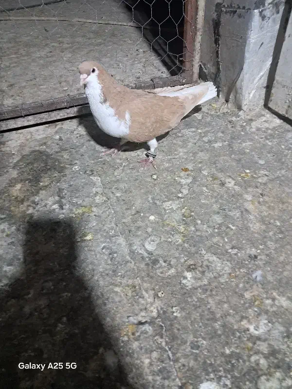 کبوتر شهری زرد|پرنده|مرودشت, ثبت احوال|دیوار