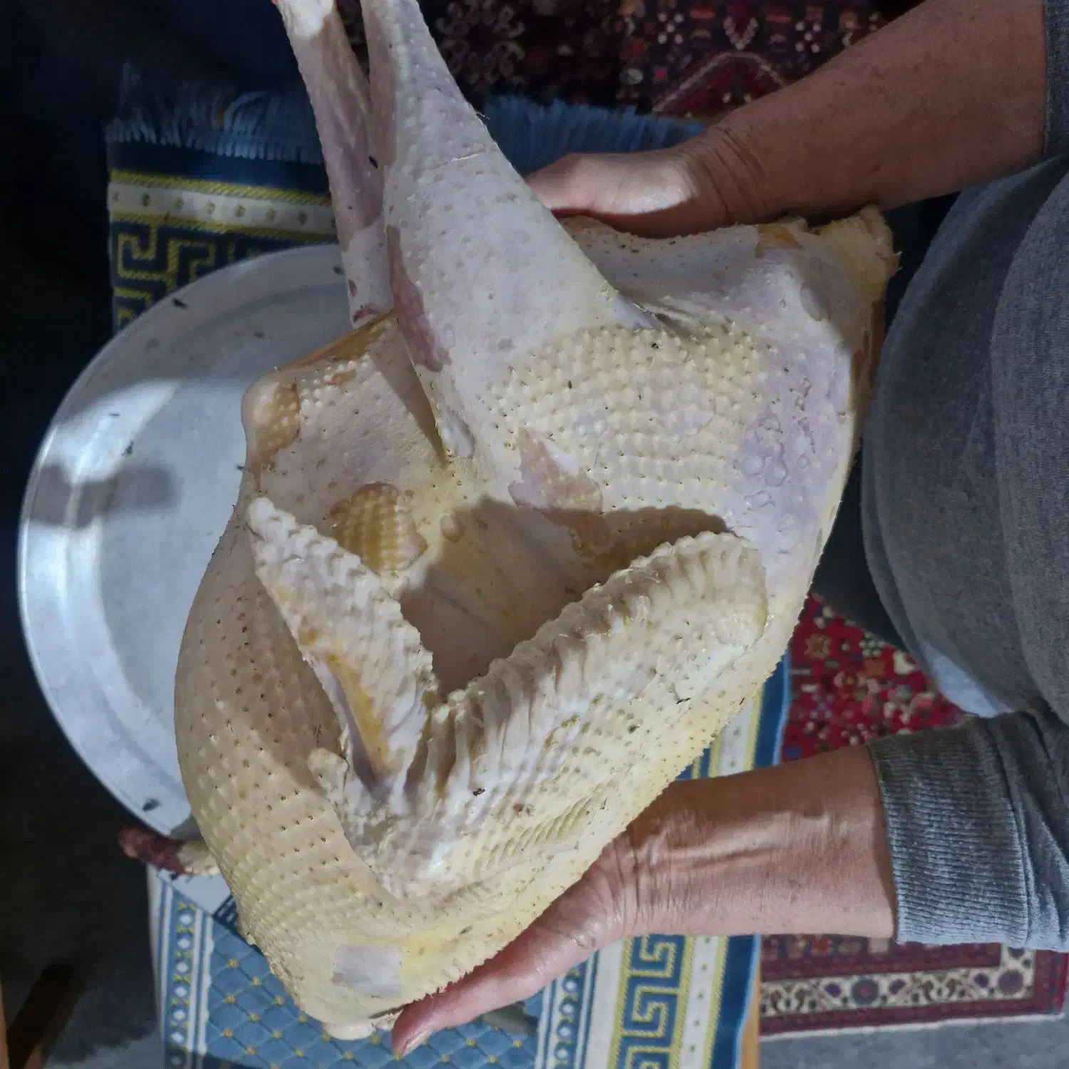 بوقلمون محلی امساله|حیوانات مزرعه|سنگر, |دیوار