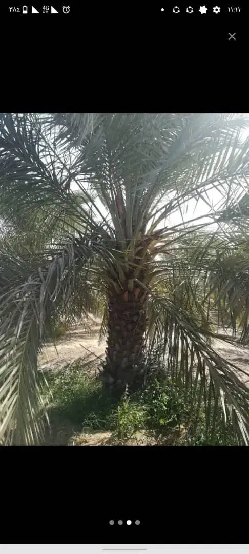 قطع نخل و درخت با خرید چوب|خدمات باغبانی و درختکاری|بهبهان, |دیوار