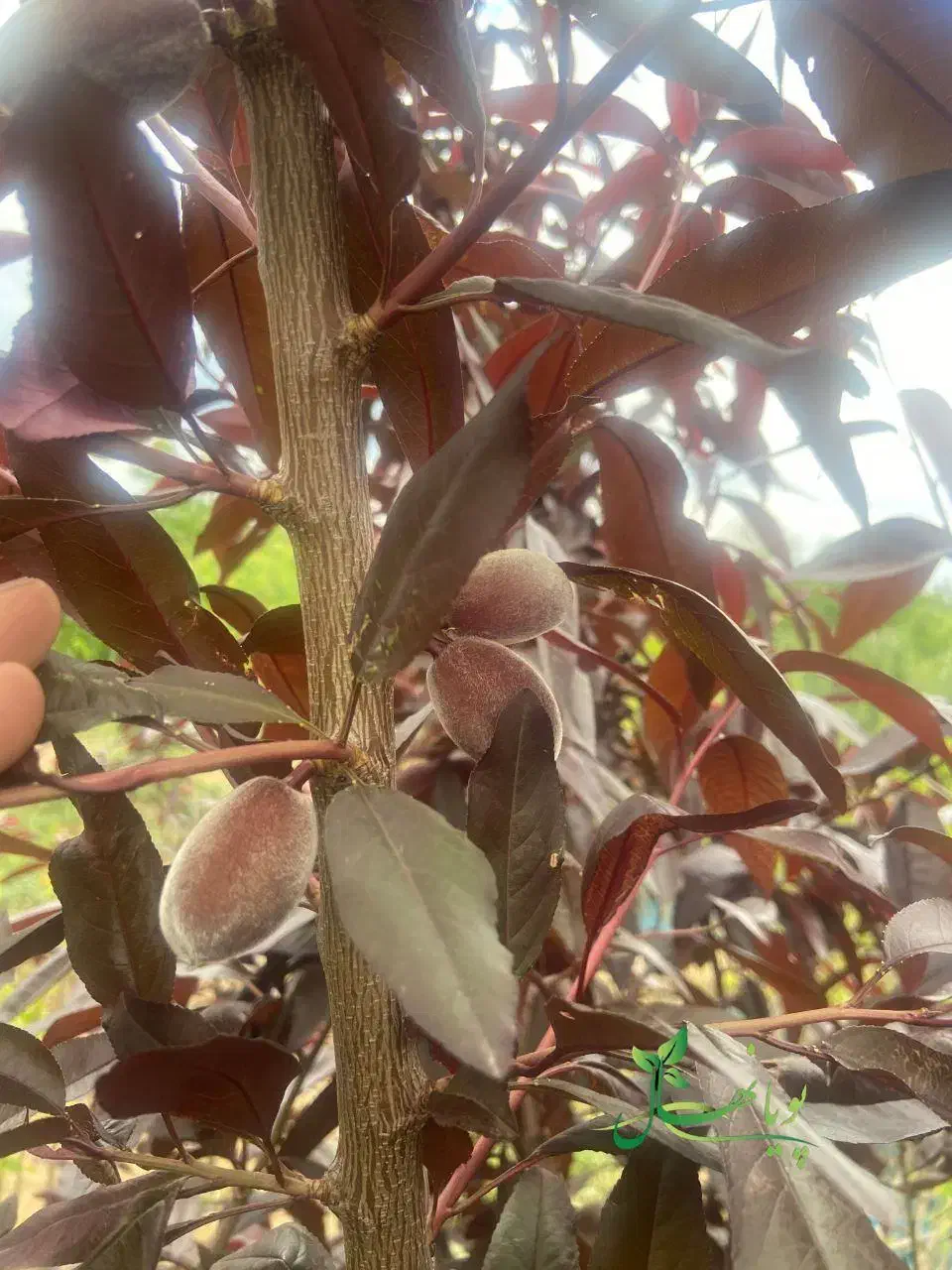 نهال بادام|گل و گیاه طبیعی|جلفا, |دیوار