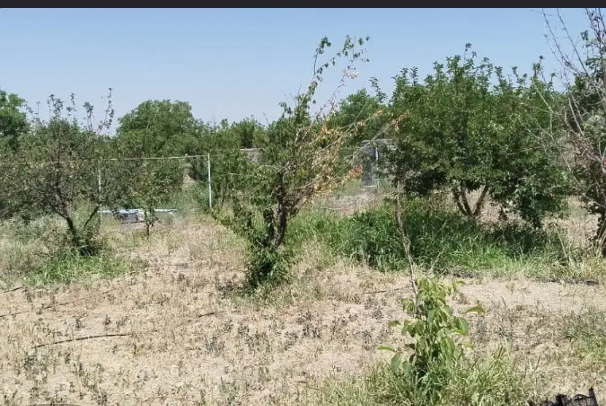 زمین باغ|فروش زمین و ملک کلنگی|شوشتر, |دیوار