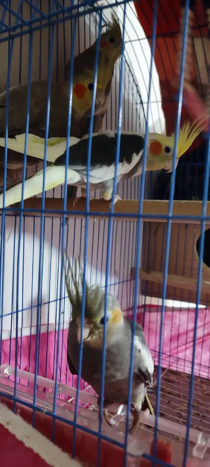 دو عدد طوطی عروس هلندی چهار ماهه|پرنده|آستانه اشرفیه, |دیوار