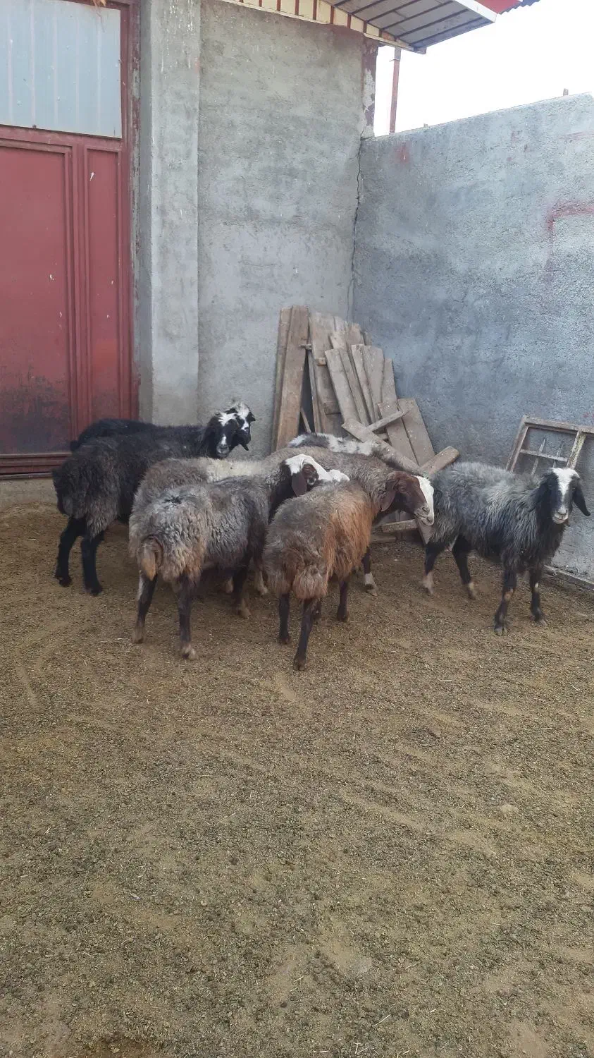 ۸تا میش جوان و سنگین|حیوانات مزرعه|بروجرد, |دیوار