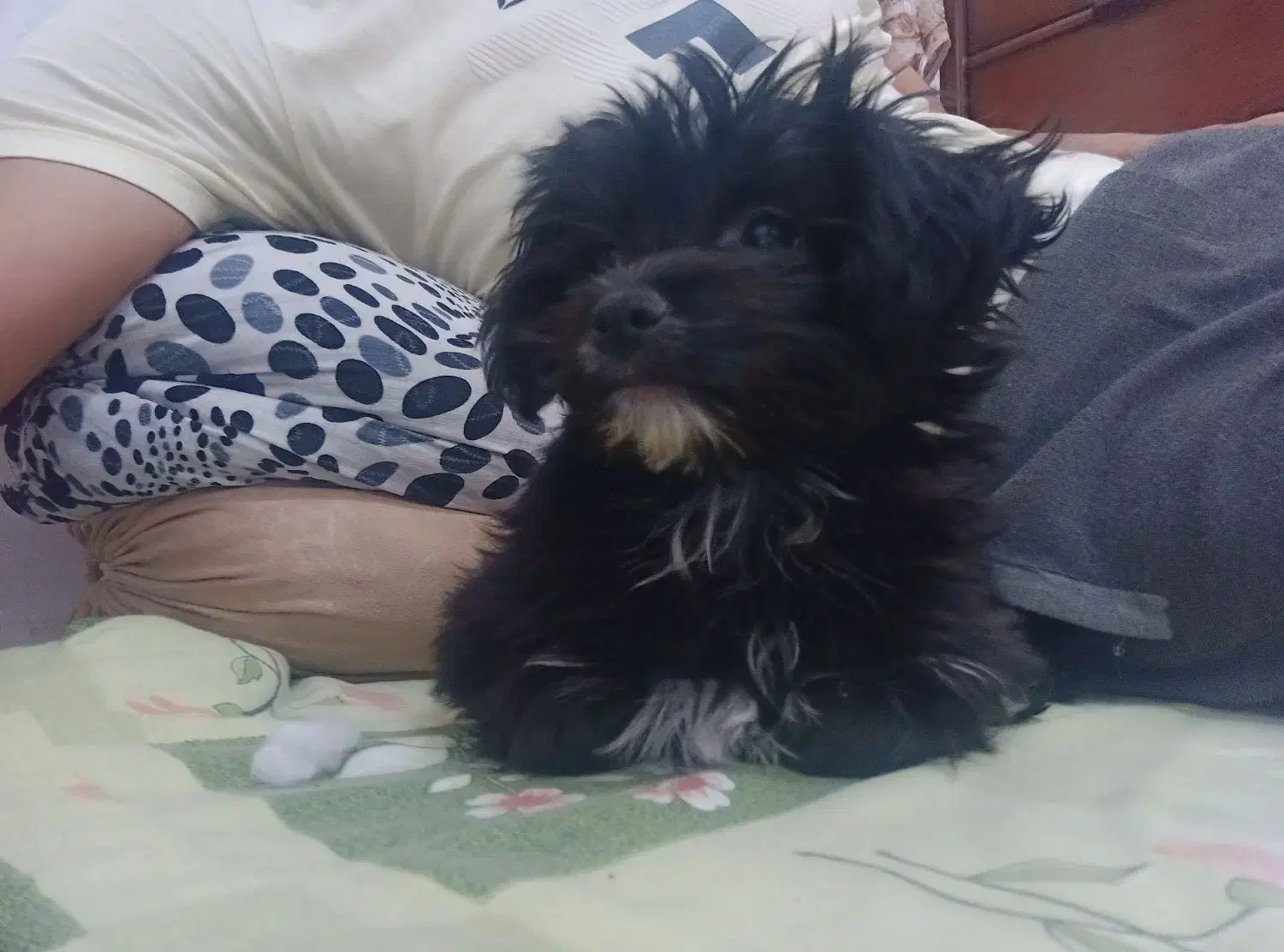 واگذاری شیتزو پامر|سگ|پاکدشت, پاکدشت (مامازند)|دیوار