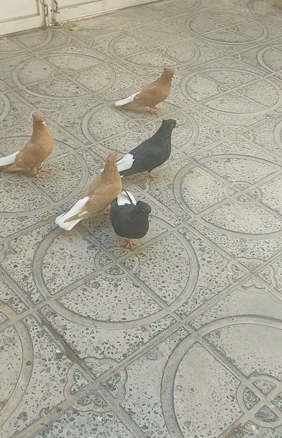 کبوتر ۳عددنر ۲تا ماده|پرنده|ایوان, |دیوار