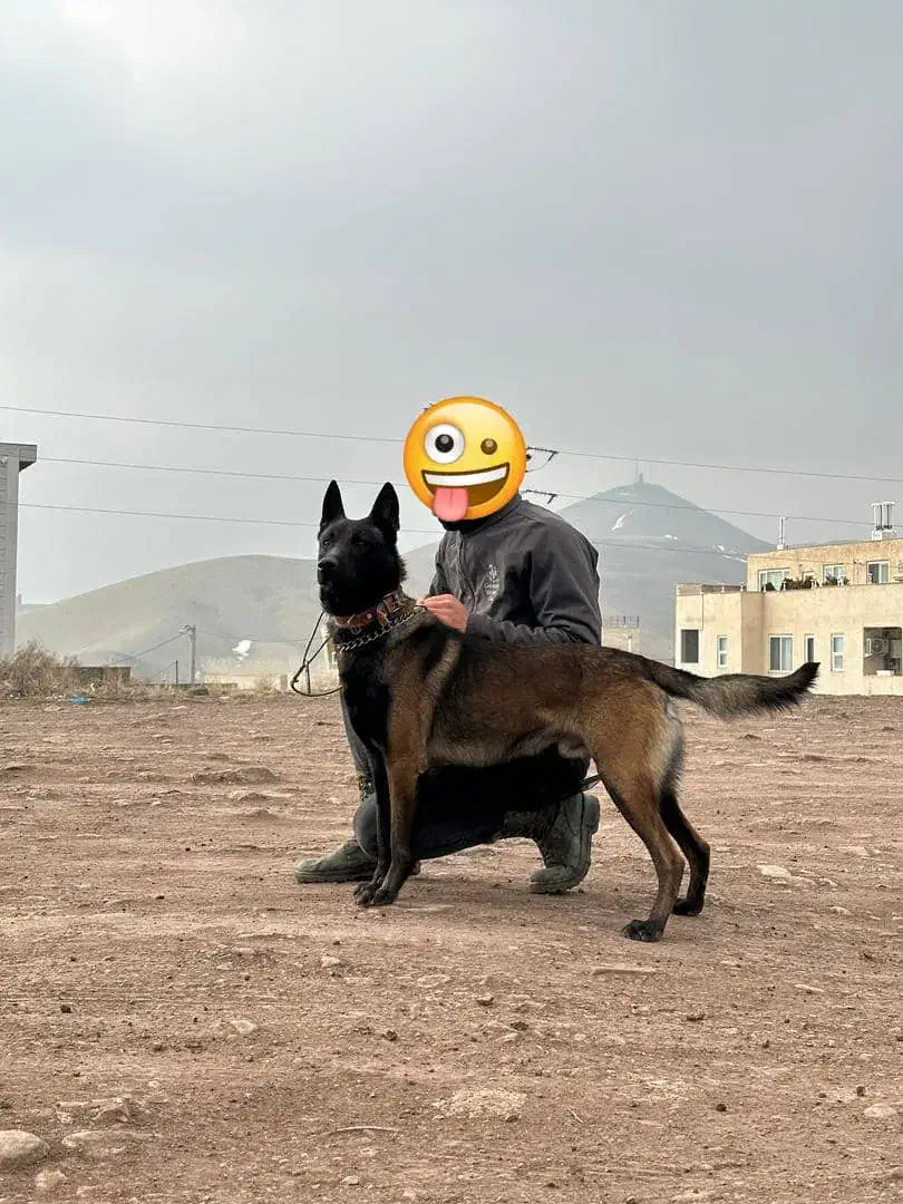 مالینویز جهت کشش|سگ|آبادان, |دیوار