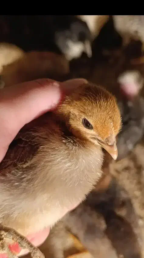 جوجه مرغ محلی|حیوانات مزرعه|رامشیر, |دیوار