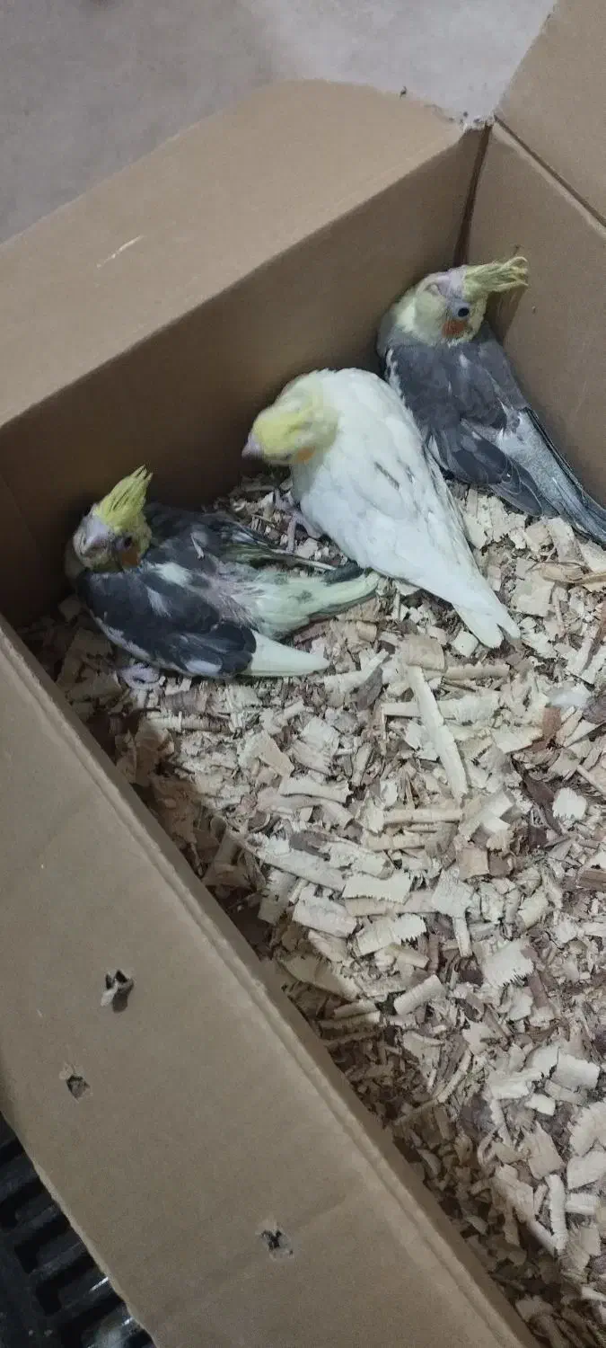 جوجه عروس هلندی و مولد|پرنده|مشهد, گلبرگ|دیوار