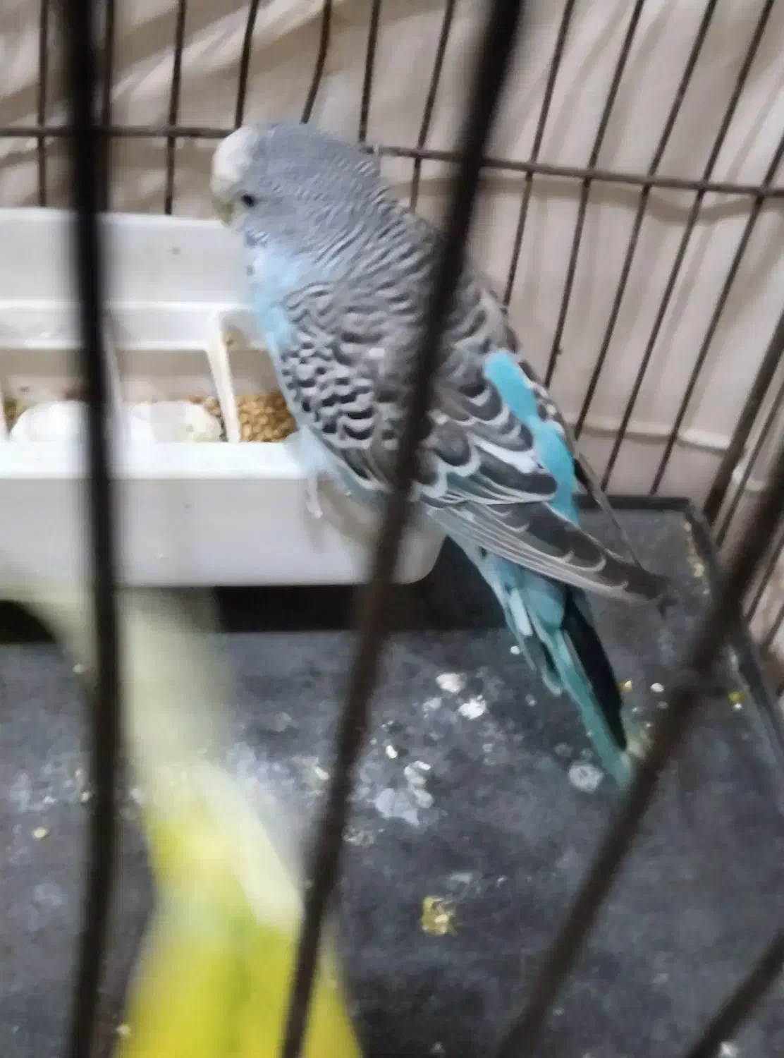 مرغ عشق نر|پرنده|بهارستان, |دیوار