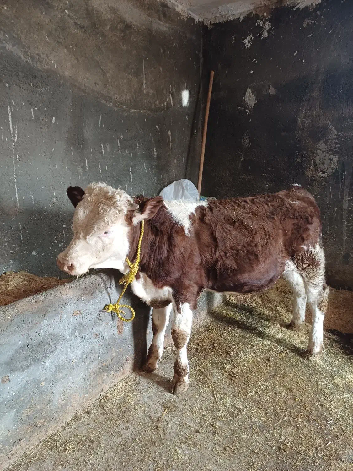 گوساله‌|حیوانات مزرعه|بزینه رود, |دیوار