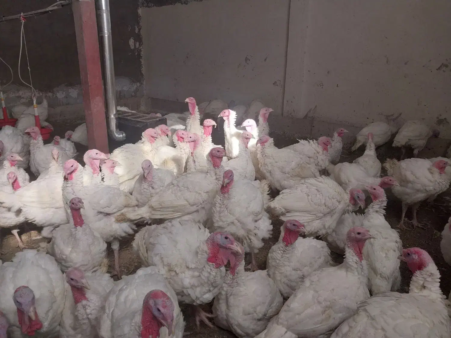 بقلمون گوشتی|حیوانات مزرعه|بروجرد, |دیوار