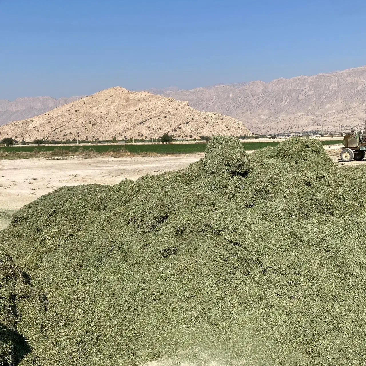 فروش یونجه خورد شده (کاه)|عمده‌فروشی|جره و بالاده, |دیوار