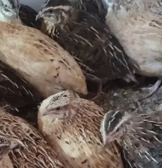 بلدرچین|حیوانات مزرعه|دزفول, |دیوار