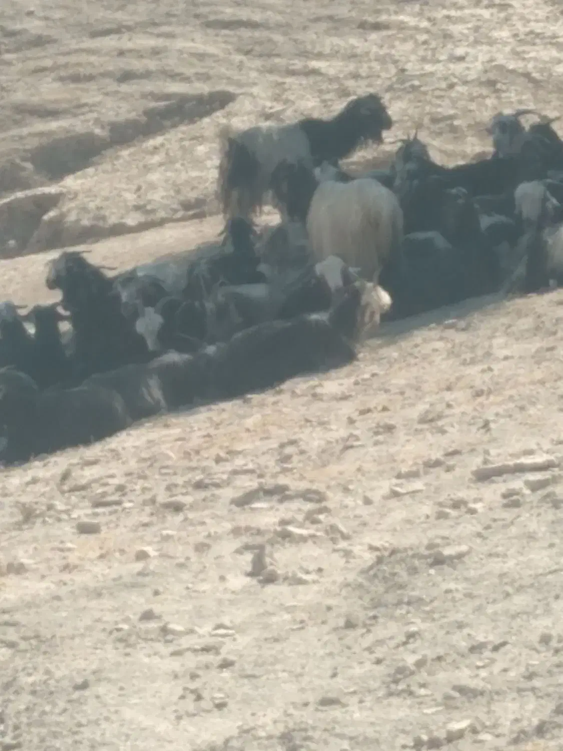 ۵۵راس بز داشتی معاوضه با میش|حیوانات مزرعه|مسجد سلیمان, |دیوار