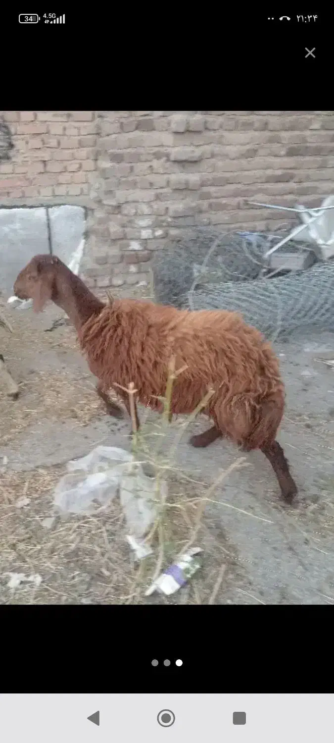 بره نر گوشتی و نذری|حیوانات مزرعه|ارومیه, |دیوار