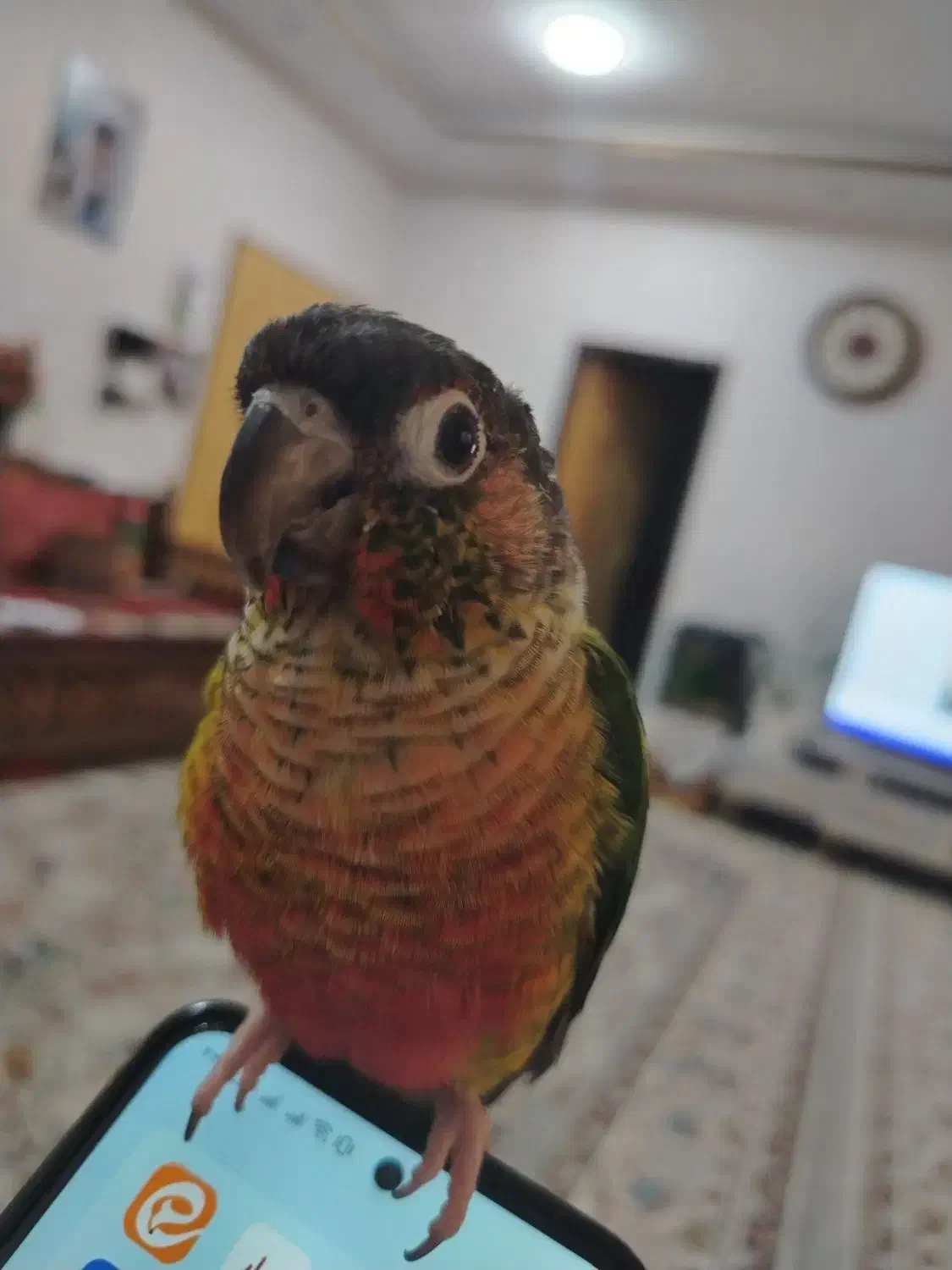 طوطی گرینچیک|پرنده|نجفآباد, باغ ملی|دیوار