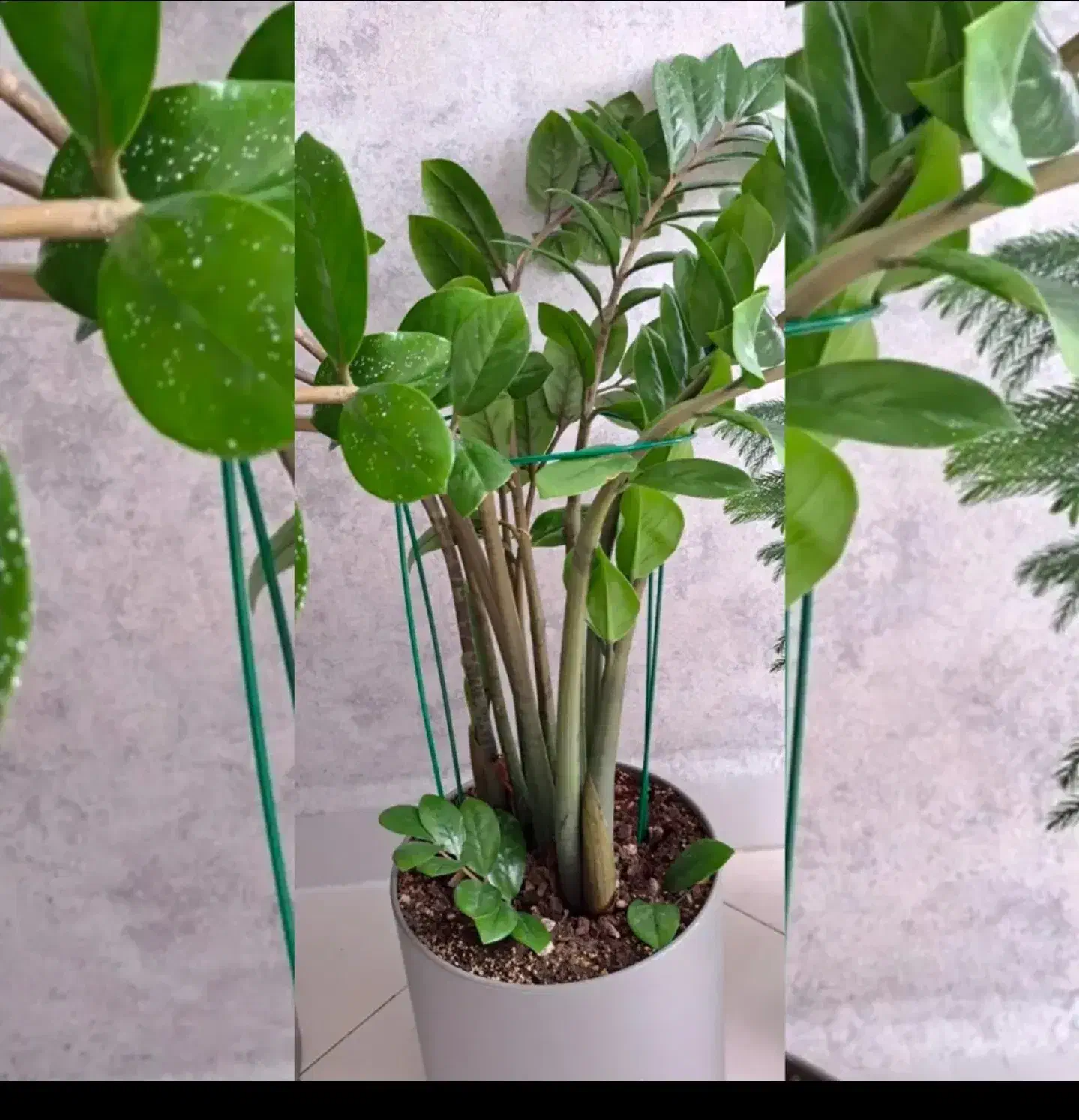 نگهدارنده گیاه(قیم گیاه)|گل و گیاه طبیعی|اندیشه, اندیشه فاز ۵|دیوار