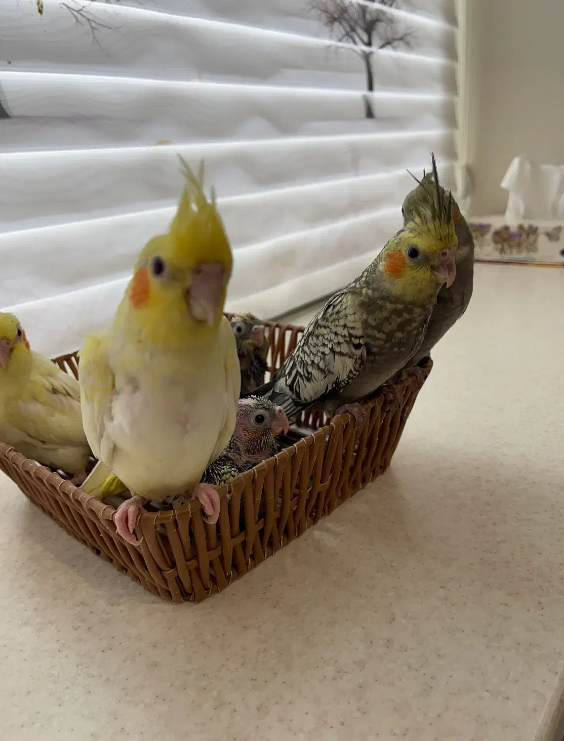 ۷ تا جوجه عروس سرلاکی و نرم خور|پرنده|کرج, کوی کارمندان جنوبی|دیوار