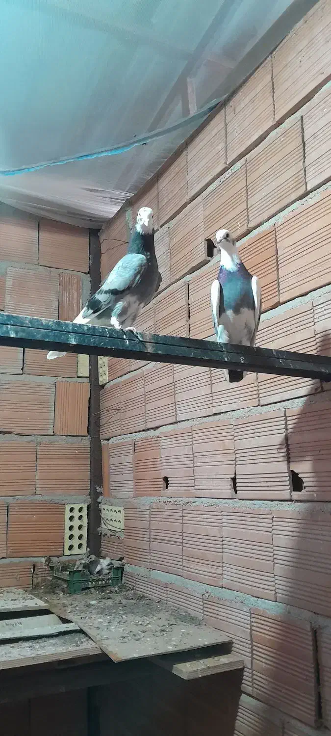 فروش کبوتر شازده سبز|پرنده|فریدون‌کنار, |دیوار