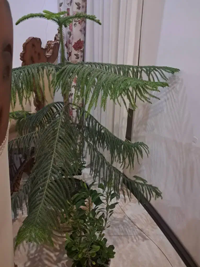 کاج مطبق سرحال زیر قیمت ۵۰۰تومان|گل و گیاه طبیعی|هشتگرد, هشتگرد قدیم|دیوار