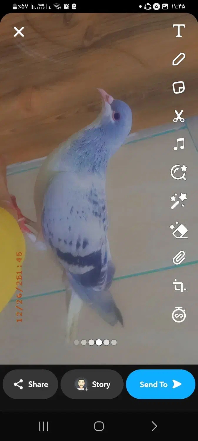 کفتر|پرنده|مشهد, بهمن|دیوار