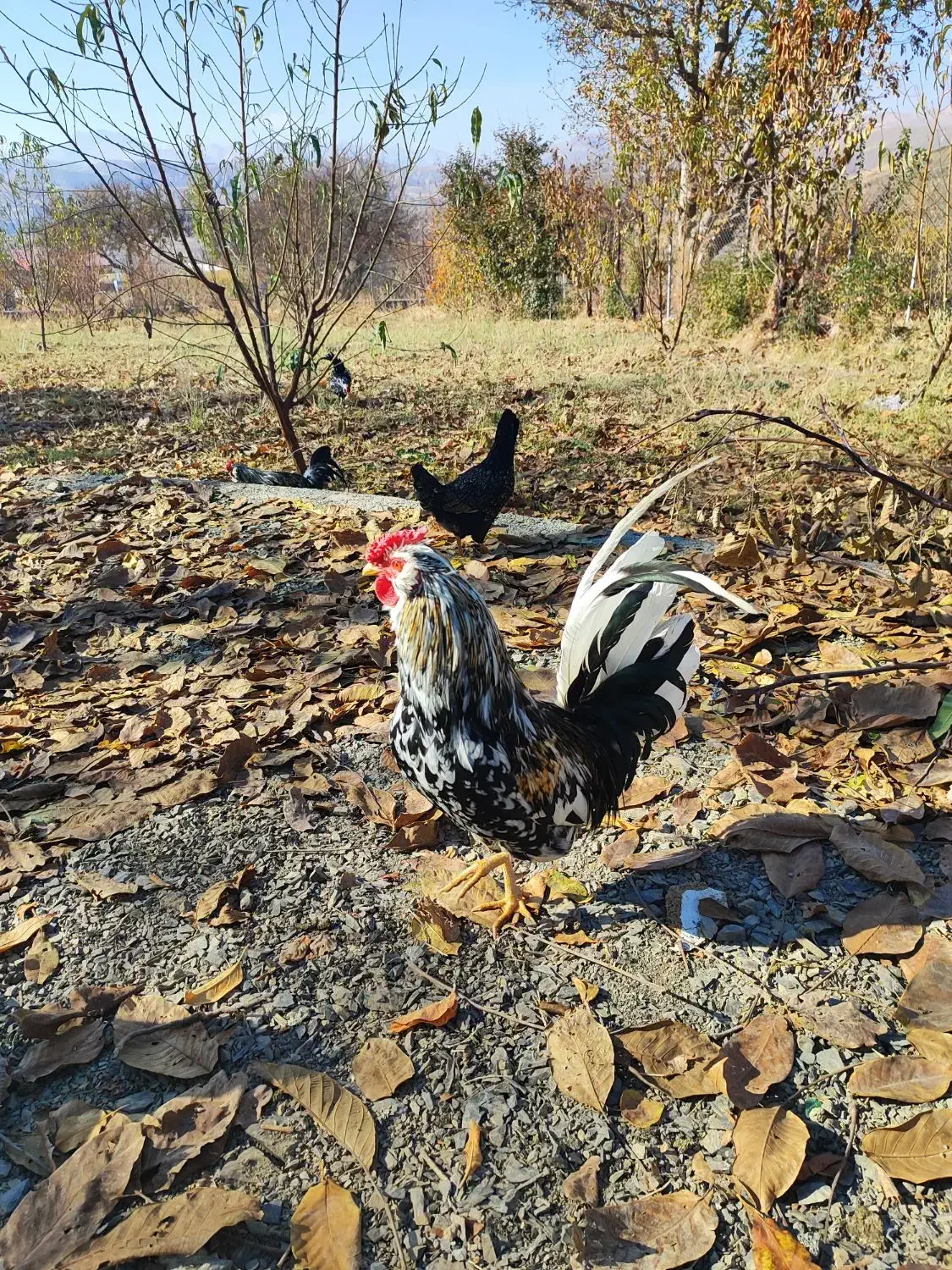 تخم مرغ نطفه دار گلین|حیوانات مزرعه|سنندج, |دیوار