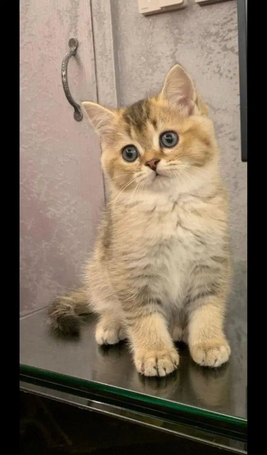 گربه اسکاتیش بریتیش مجموعه میولند|گربه|مشهد, الهیه|دیوار