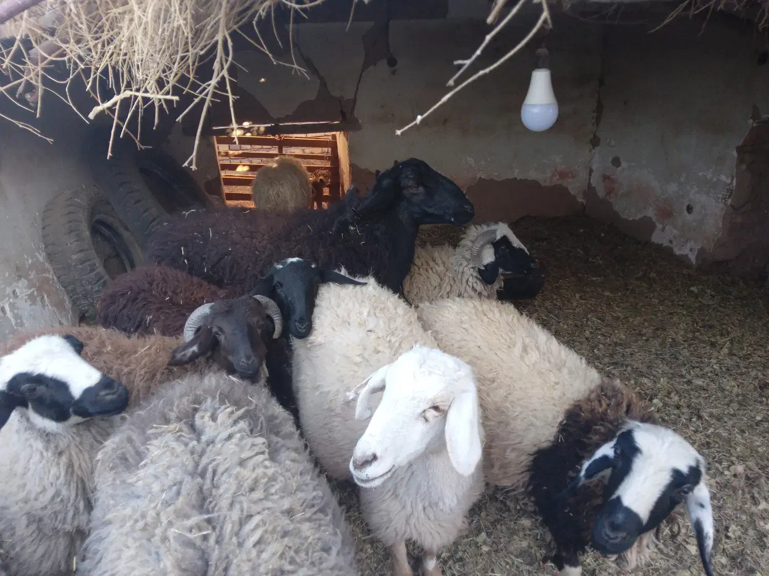 حیوان و مزرعه|حیوانات مزرعه|فردوس (کرمان), |دیوار