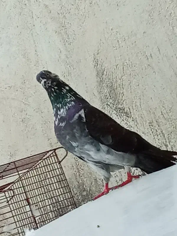 کفتر|پرنده|رشت, سلیمانداراب|دیوار