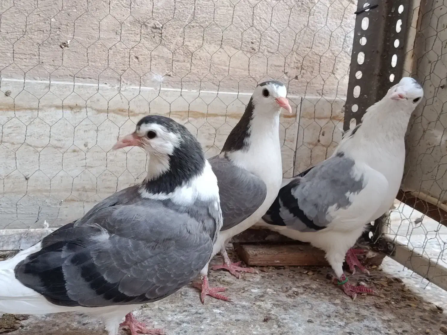 یکجفت نرو ماده با جوجه|پرنده|اصفهان, جاوان|دیوار