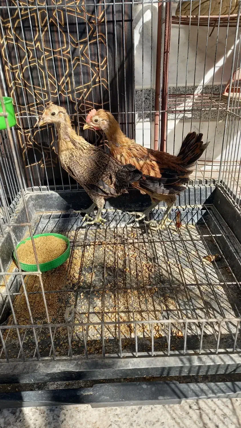 نیمچه مرغ و خروس لری اصیل|حیوانات مزرعه|مبارکه, |دیوار