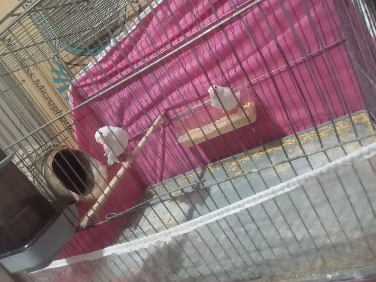 یه جفت فنچ نرگسی|پرنده|بم, |دیوار