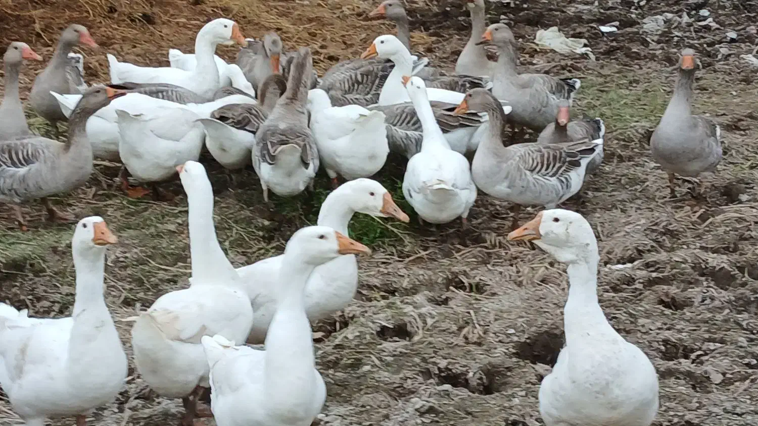 ۴۰ غاز سالم و گوشتی همراه با قو غاز|حیوانات مزرعه|رشت, جانبازان|دیوار